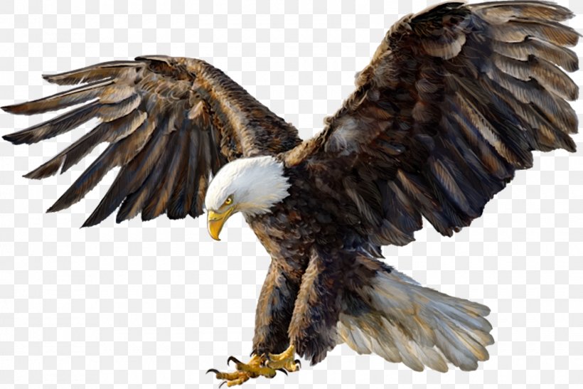 golden eagle png